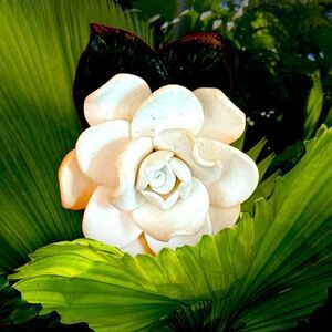 White Gardenia clip back hand made earrings